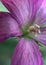 A close up of a pale pink tulip withering with its pastel petals open exposing the center of the flower. The stamen and