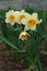 A close up of pale yellow daffodils with a central bright orange corona, blooming in the garden, selective focus