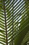 Close-up of palm frond against blue sky.
