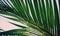 close up of palm fronds