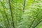 Close-up palm fronds with thorns sunlit backlight