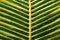 Close Up of Palm Leaf
