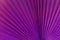 Close up of palm leaf. Abstract background, purple surreal tone