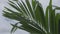 Close up of palm leaves