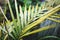 Close-up of palm leaves with rain drops from heavy rain outdoor in tropical backyard