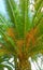 Close-up of a palm tree on the background of the city. Phoenix Palm tree flowers