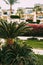 Close-up of a palm tree in a hotel in Egypt