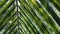 Close up of palm tree leaf at sunny day outdoors