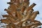 Close up palm tree thorns