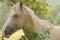 Close up of a Palomino horse