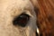 Close up of palomino horse eye