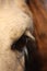 Close up of palomino horse eye