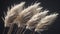 Close-up of pampas grass plumes on a dark background