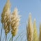 Close-up of Pampas grass or soft plants Cortaderia selloana in blue sky in new modern city park Krasnodar.