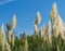 Close-up of Pampas grass or soft plants Cortaderia selloana in blue sky in new modern city park Krasnodar.