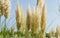 Close-up of Pampas grass or soft plants Cortaderia selloana on light sky in new modern city park Krasnodar