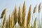 Close-up of Pampas grass or soft plants Cortaderia selloana on light sky in new modern city park Krasnodar