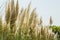 Close-up of Pampas grass or soft plants Cortaderia selloana on light sky in new modern city park Krasnodar