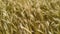 Close up pan over golden wheat field blowing in wind. Nepal