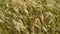 Close up pan over golden wheat field blowing in wind. Nepal