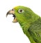 Close-up of a Panama Yellow-headed Amazon (5 months old) with it