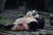 Close up Panda Cub , Chengdu, China