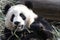 Close up Panda Cub , Chengdu, China