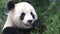 Close up from a Panda eating bamboo in Chengdu China