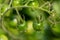 Close-up of a panicle with small green tomatoes with rain drops