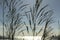 Close-up of Panicum virgatum with the sunlight in the countryside