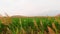 Close up panning view agricultural crop fields outdoors in cloudy day with scenic church landscape background