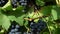 Close-up panorama of the grape vine with ripe dark grapes