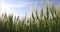 Close up panorama from left to right view with some young green wheat plants on a wheat grain field.