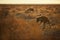Close up, panoramic photo of Spotted hyena, Crocuta crocuta with upright, backlighted mane, two hyenas running on early morning