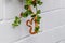 Close up of pantherophis guttatus snake hanging on blooming plant on white brick wall background