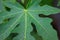 Close up papaya leaf