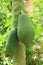 Close up of Papaya tree.