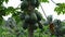 Close up of a Papaya tree with papayas on the stem