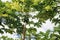 close up of a papaya tree whose fruit is ripe on the tree