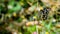 Close up of Papilio demoleus or Lime butterfly sitting on the flower