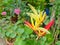 Close up of parakeet flower or Heliconia psittacorum on blurred branch and leaves background.