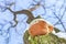 Close-up parasit mushroom on bar of oak tree. Bottom view. Blue sky on a background