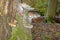 Close-up of a parasitic tree fungus on a tree trunk during the day