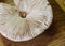 Close up on parasol mushroom Macrolepiota procera, wood backgr