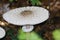 Close up of parasol mushrooms Macrolepiota procera in the underwood of a dutch forest