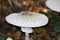 Close up of parasol mushrooms Macrolepiota procera in the underwood of a dutch forest