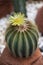 Close-up of Parodia cactus Eriocactus, succulent plants with beautiful yellow flowers blooming on top.