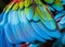 Close up of parrot feathers for background