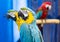 Close up of parrots