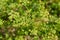 Close up of parsley plant with branches with seeds